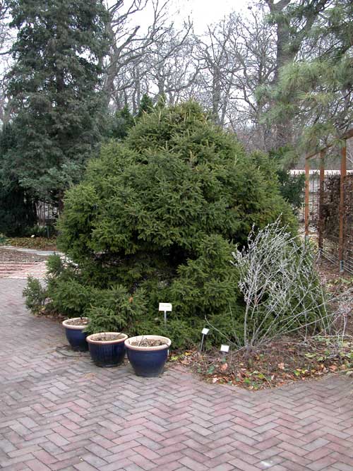 picea orientalis gracilis 01