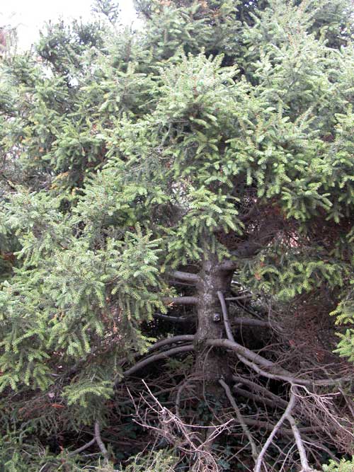 picea orientalis gracilis 02