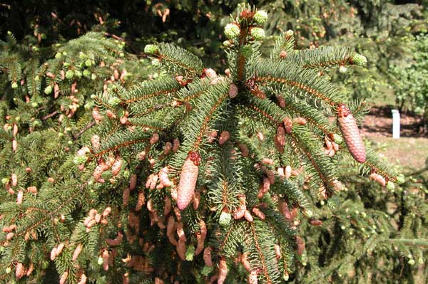 picea orientalis 01