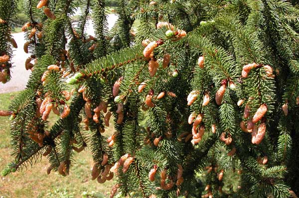 picea orientalis 02