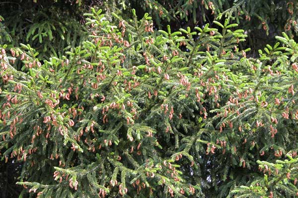 picea orientalis 03