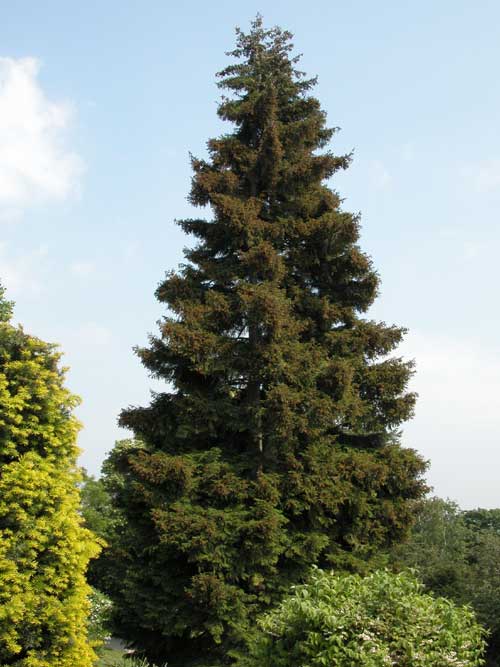 picea orientalis 04