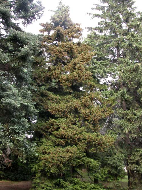 picea orientalis 05