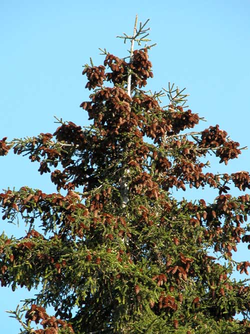 picea orientalis 06