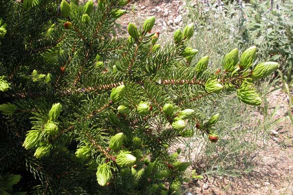 picea polita 01