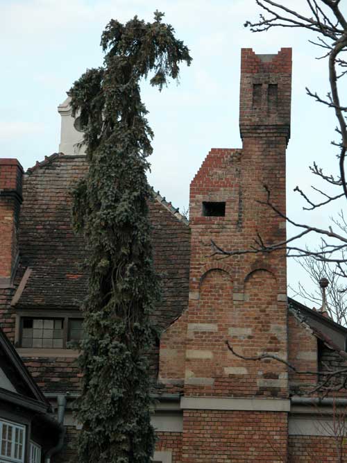 picea pungens glauca 01