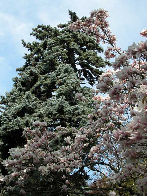 picea pungens glauca 02