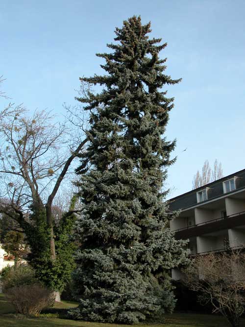 picea pungens glauca 03
