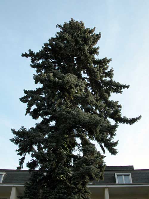 picea pungens glauca 04