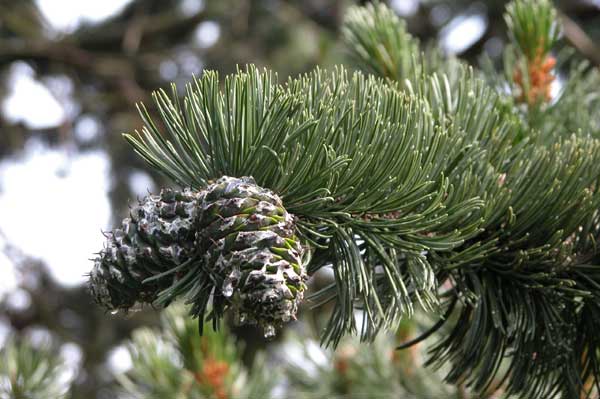 pinus aristata 01