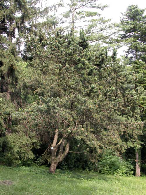 pinus aristata 02