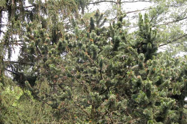 pinus aristata 03