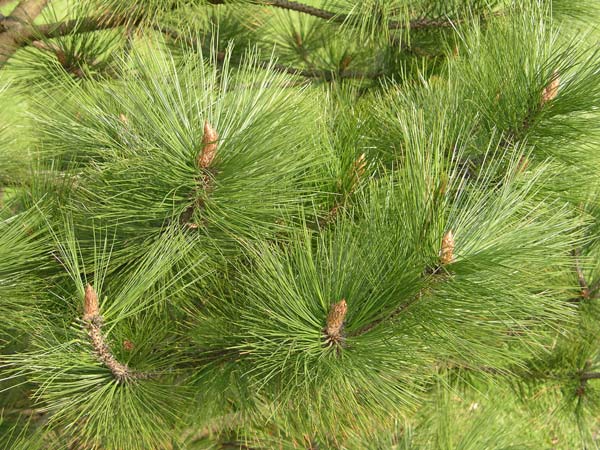 pinus arizonica 01