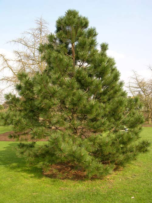 pinus arizonica 02