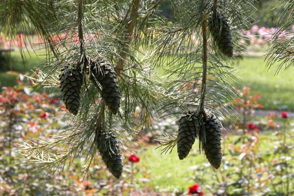 pinus armandii 01