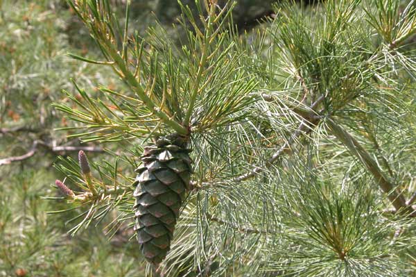 pinus armandii 02