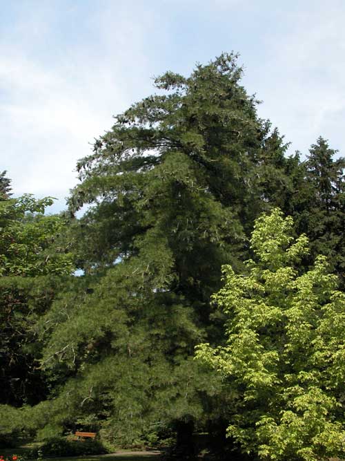 pinus armandii 04