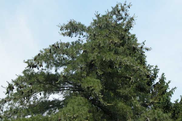pinus armandii 05