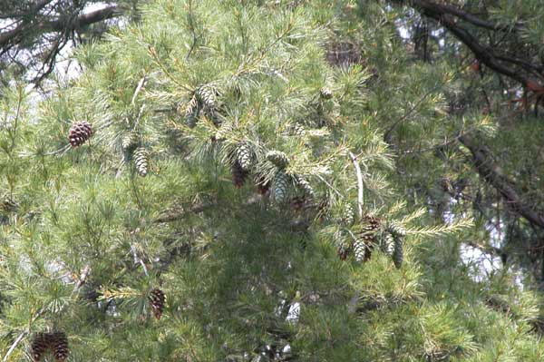 pinus armandii 06