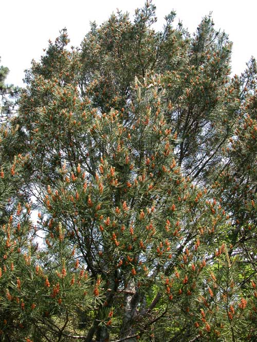 pinus bungeana 01