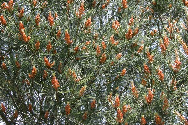 pinus bungeana 02