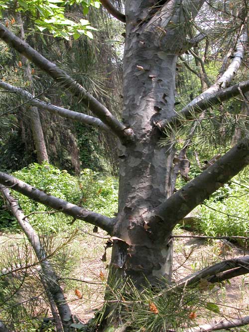 pinus bungeana 03