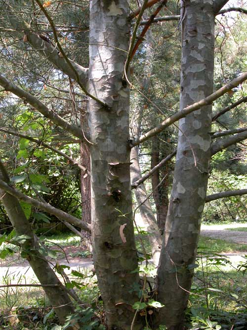 pinus bungeana 04