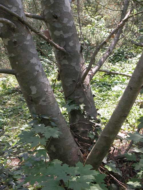 pinus bungeana 05