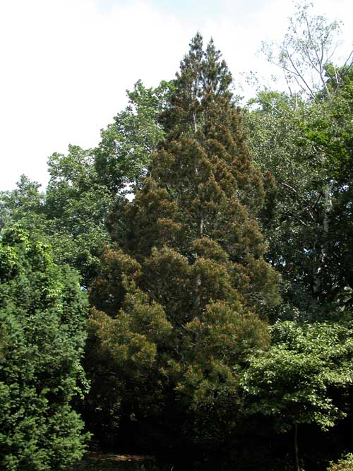 pinus bungeana 06