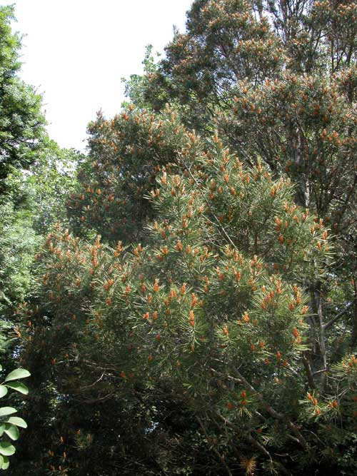 pinus bungeana 07