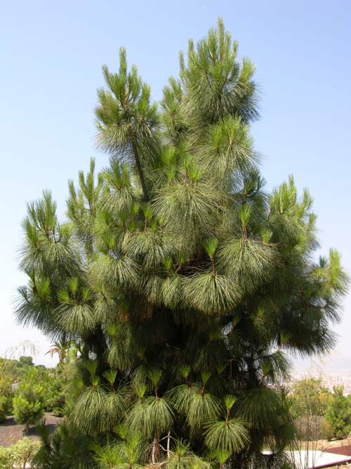 pinus canariensis 01