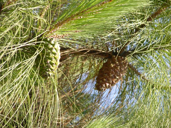 pinus canariensis 02