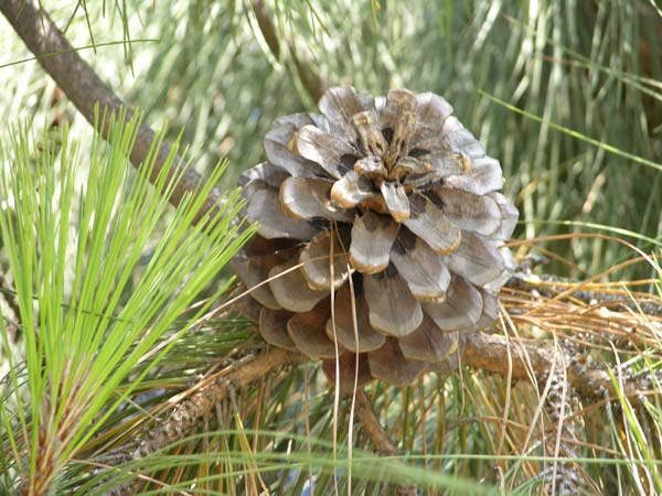 pinus canariensis 03