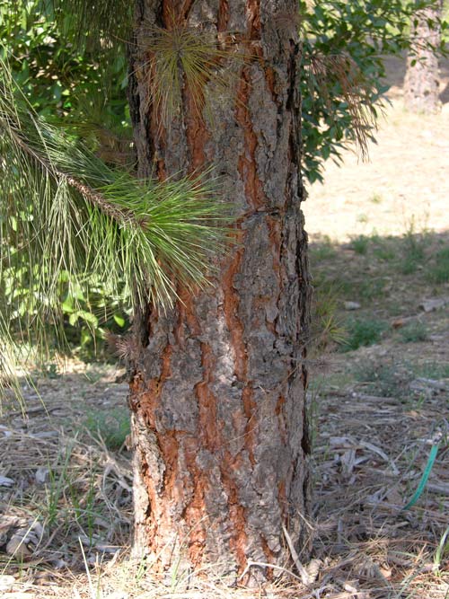 pinus canariensis 04