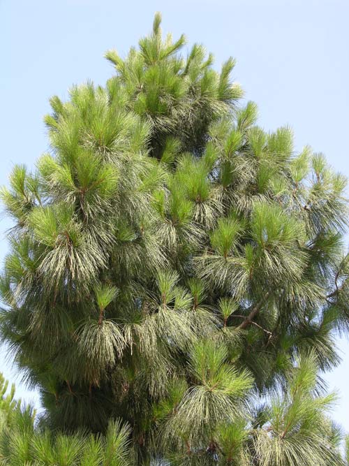 pinus canariensis 05