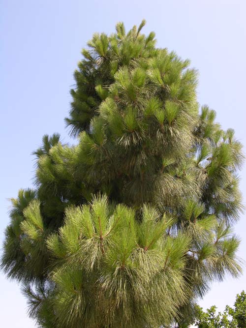 pinus canariensis 06