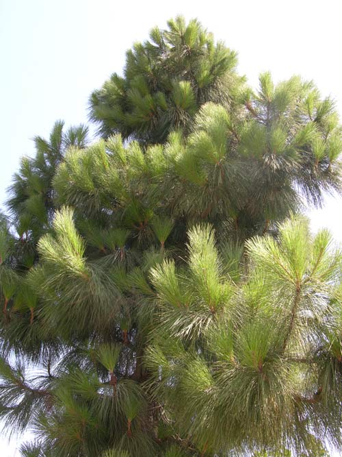 pinus canariensis 07