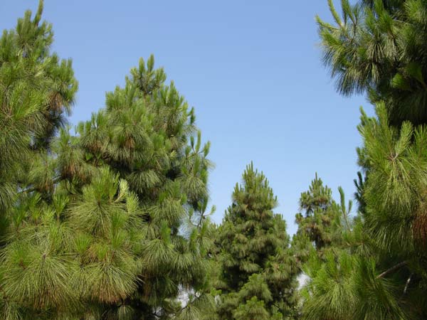 pinus canariensis 08