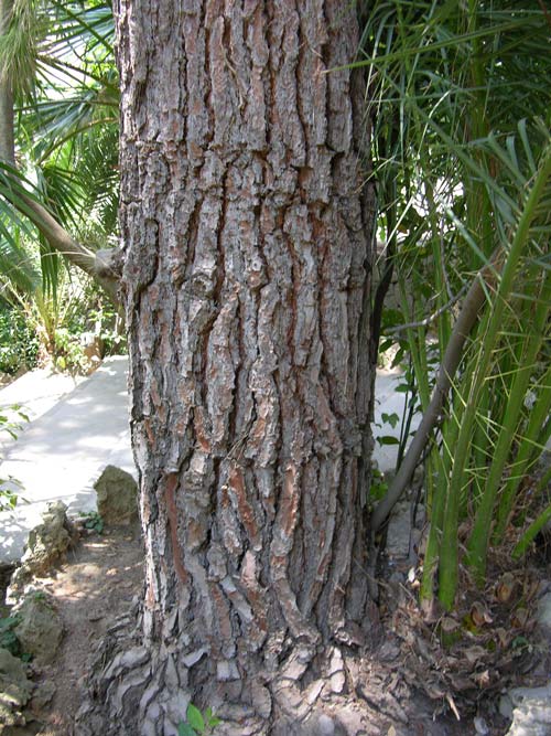 pinus canariensis 09