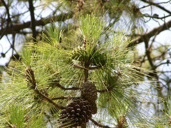 pinus canariensis 10