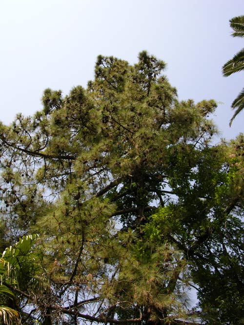 pinus canariensis 11
