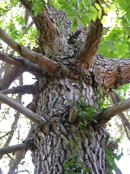 pinus canariensis 12