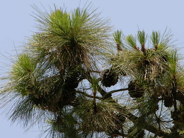 pinus canariensis 13