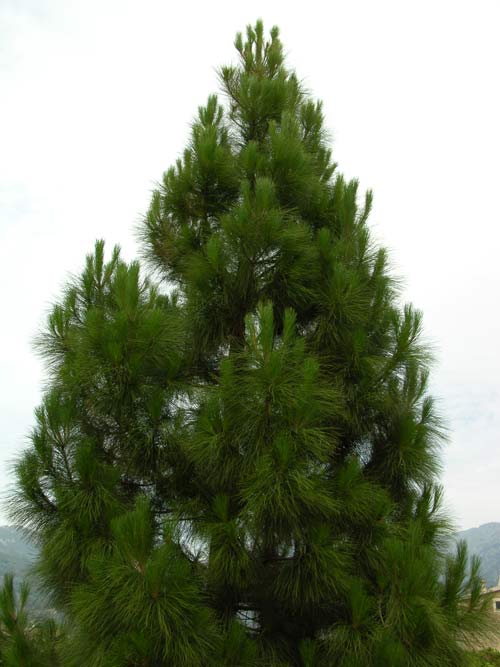 pinus canariensis 14