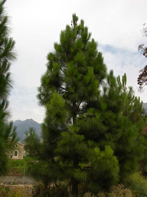 pinus canariensis 15