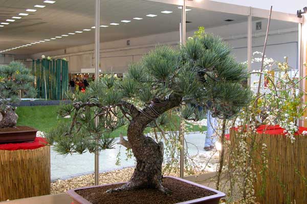pinus cembra 01
