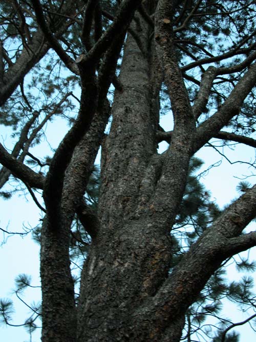 pinus contorta 01