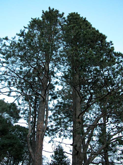 pinus contorta 02