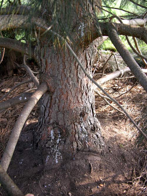 pinus coulteri 01