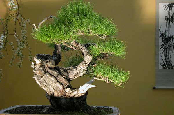 pinus densiflora 01
